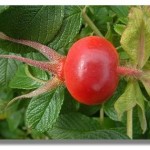 rosehip